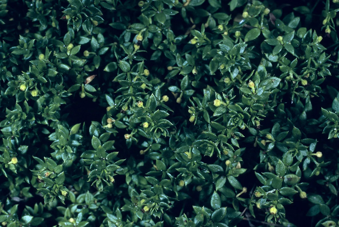 Galium californicum ssp. miguelense, Trail to Harris Point, San Miguel Island