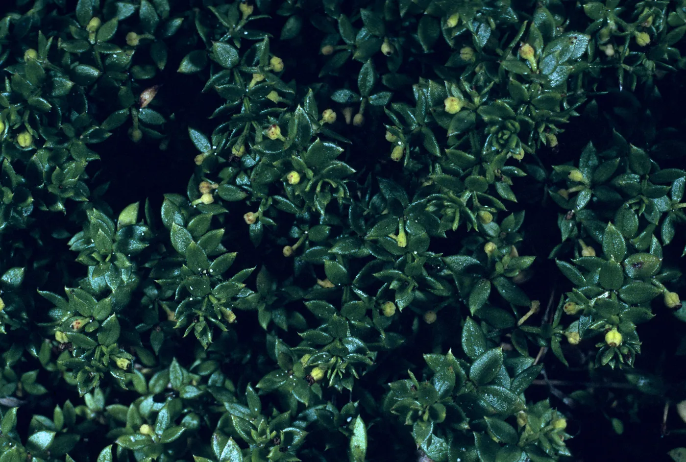 Galium californicum ssp. miguelense, Trail to Harris Point, San Miguel Island