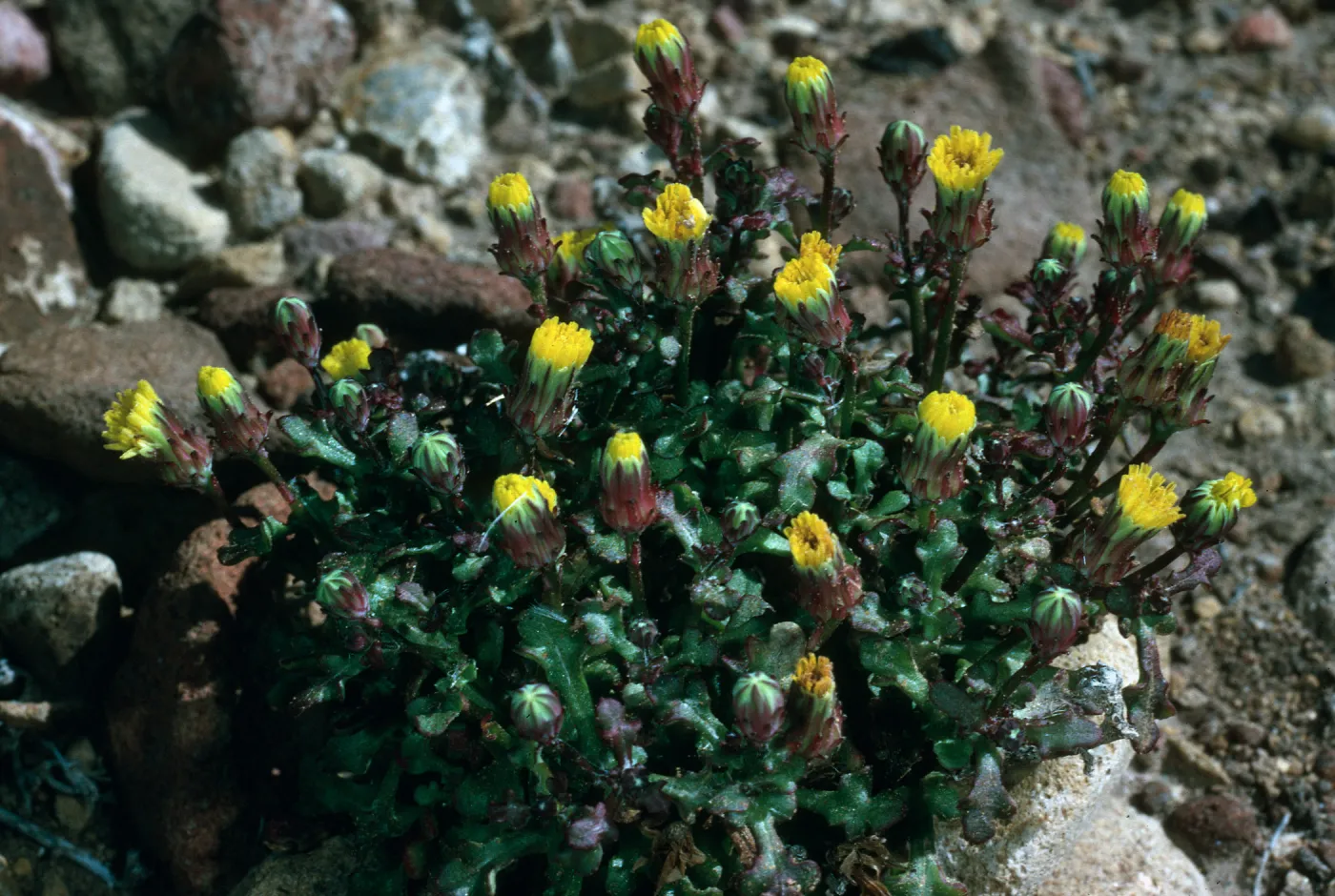 Malacothrix indecora, Just north of Mouth of Willows Canyon, San Miguel Island