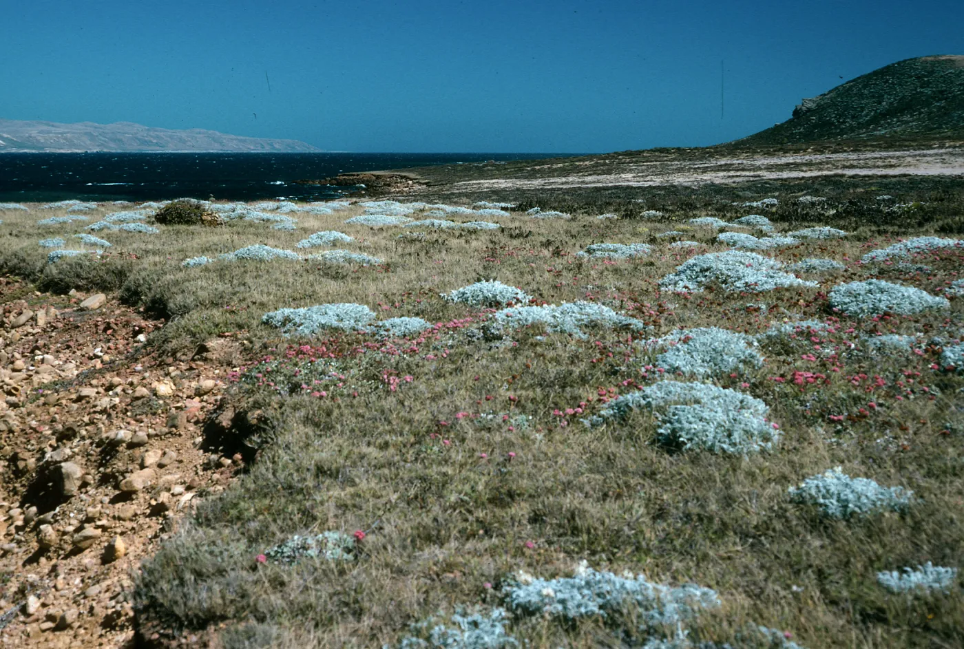 Malacothrix indecora habitat, Just north of mouth of Willows Canyon, San Miguel Island