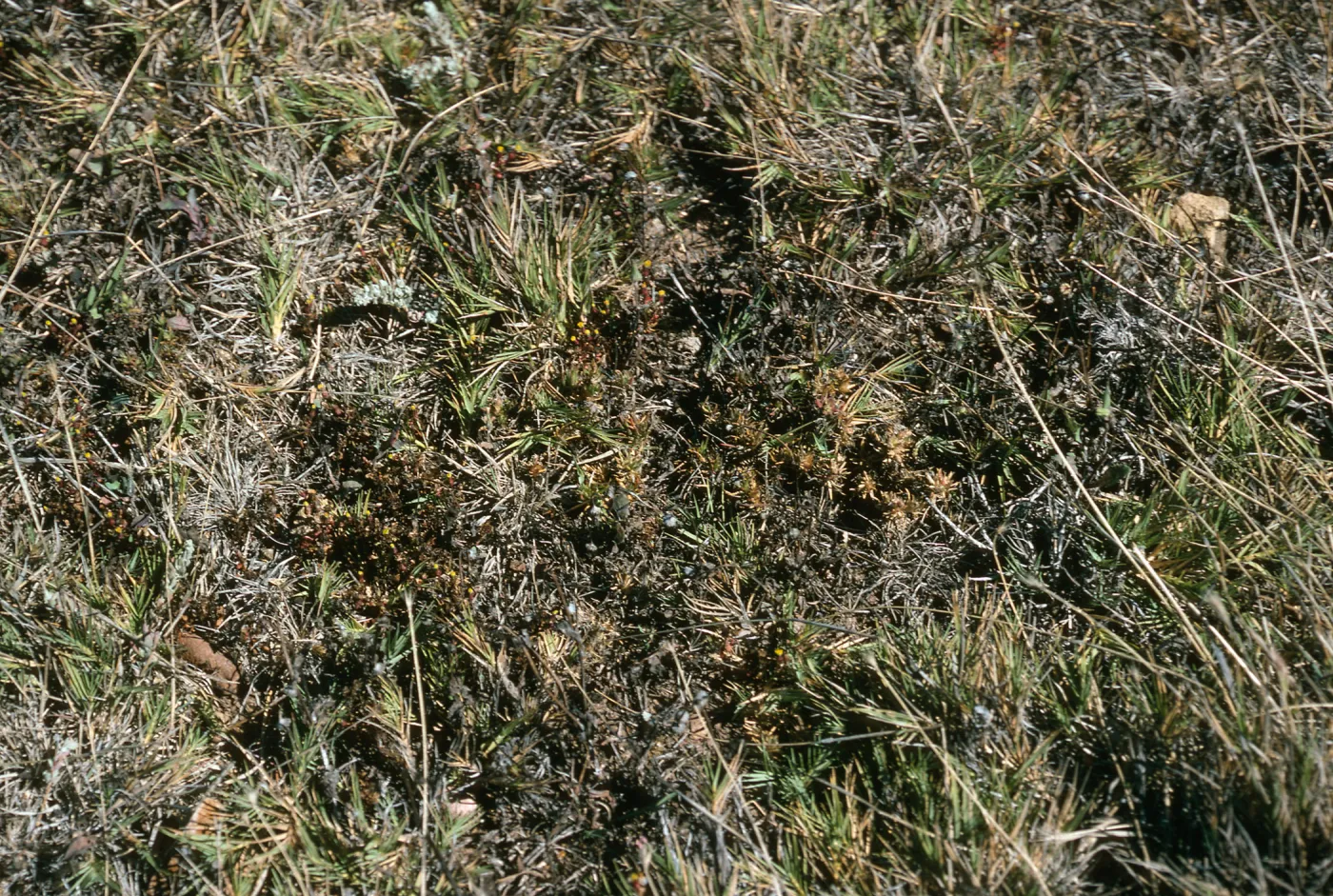 Malacothrix indecora habitat, Just north of mouth of Willows Canyon, San Miguel Island