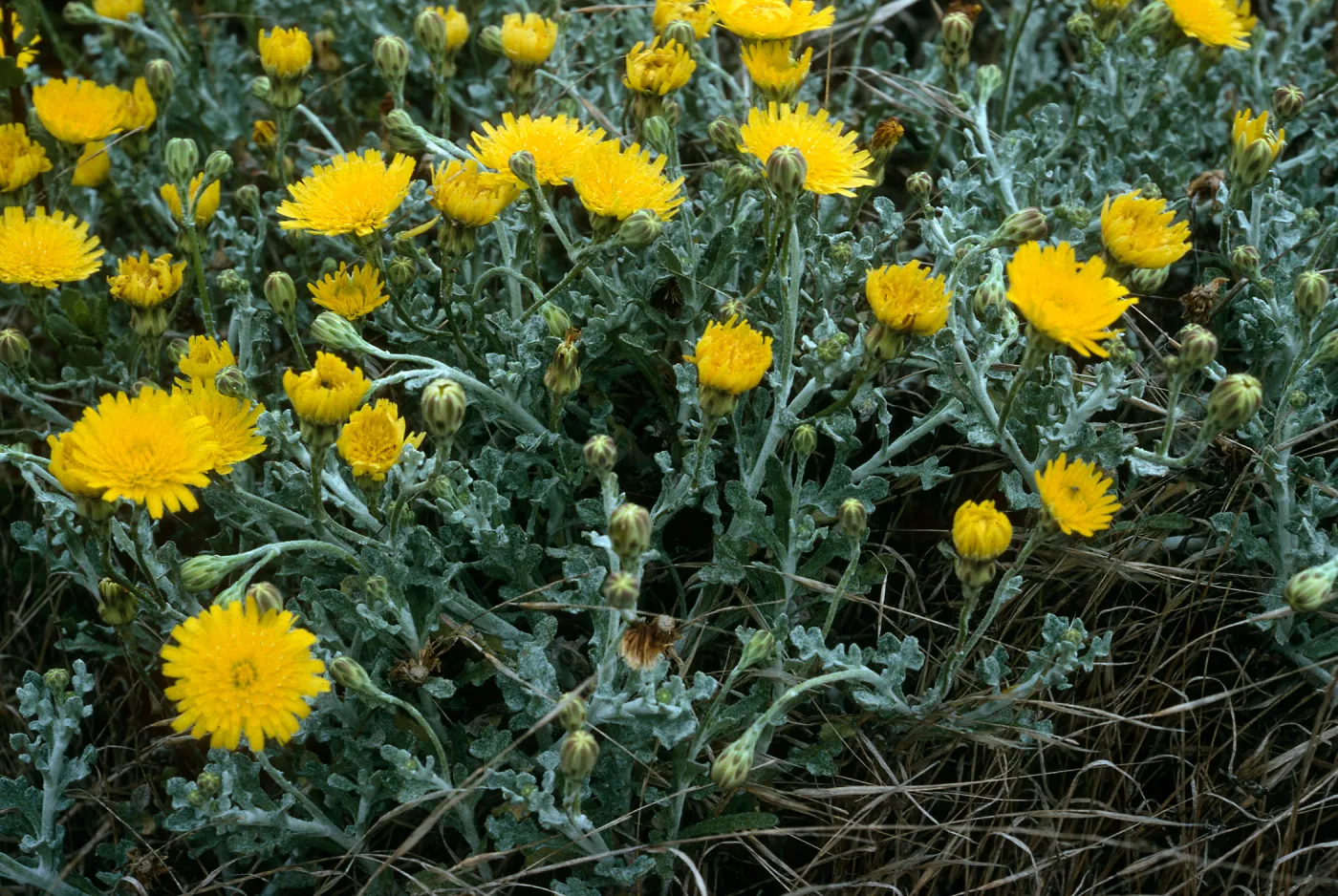 Malacothrix incana, Trail to Harris Point, San Miguel Island