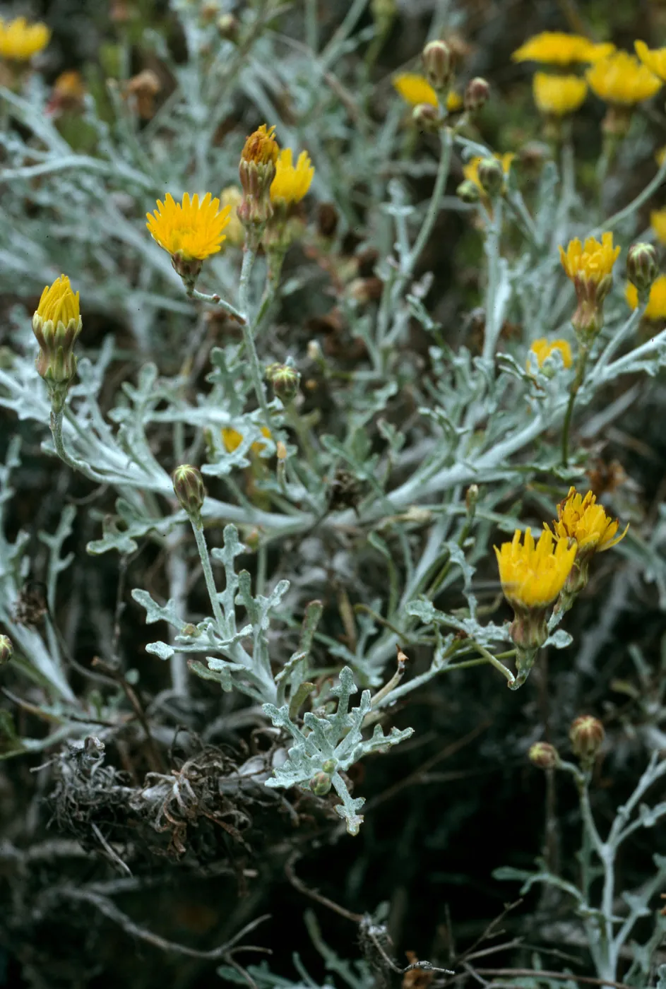 Malacothrix incana, Trail to Harris Point, San Miguel Island