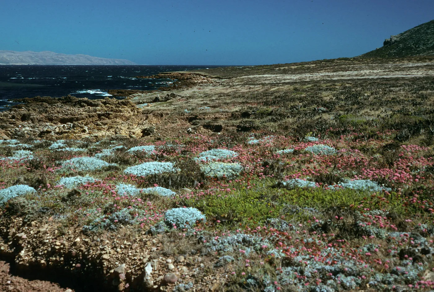Malacothrix indecora habitat, Just north of mouth of Willows Canyon, San Miguel Island
