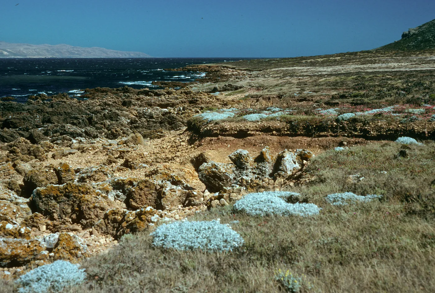 Malacothrix indecora habitat, Just north of mouth of Willows Canyon, San Miguel Island