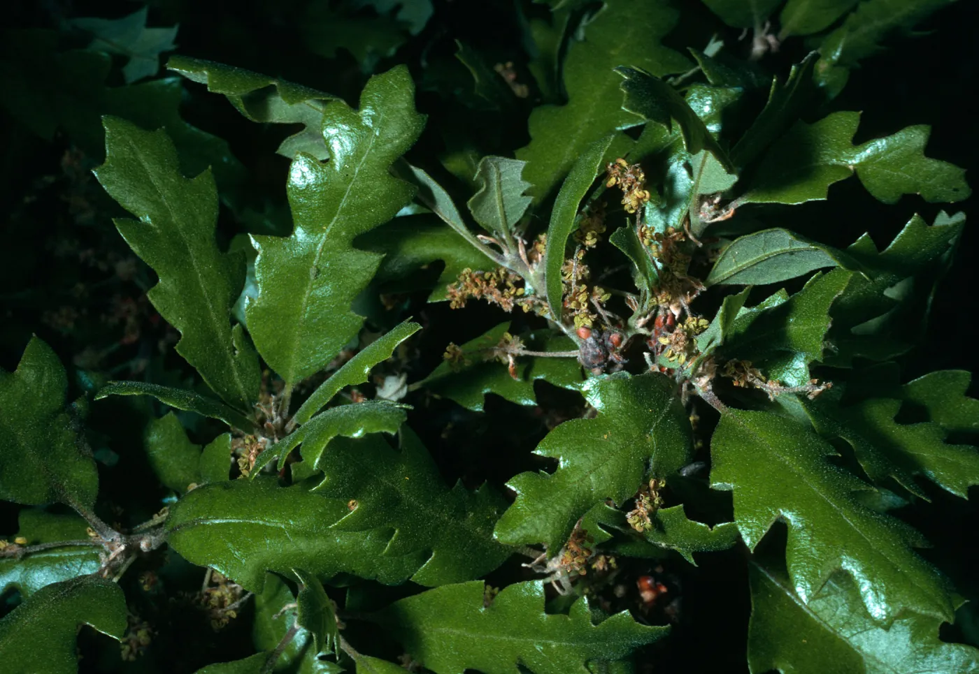Quercus dumosa var. kinselae, SBBG