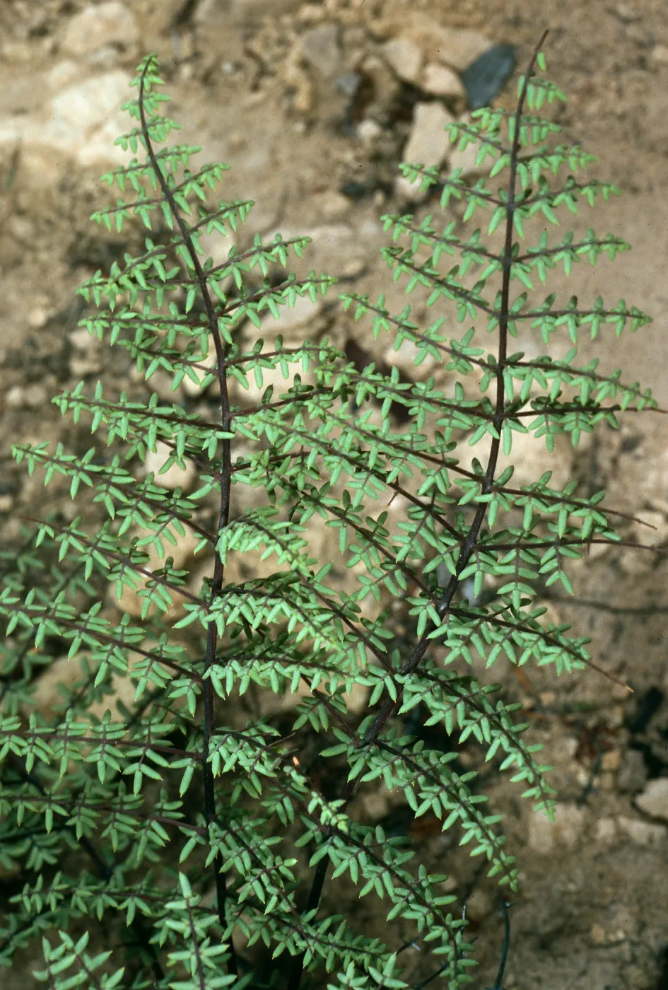 Pellaea mucronata, East Jesusita Trail, Santa Barbara
