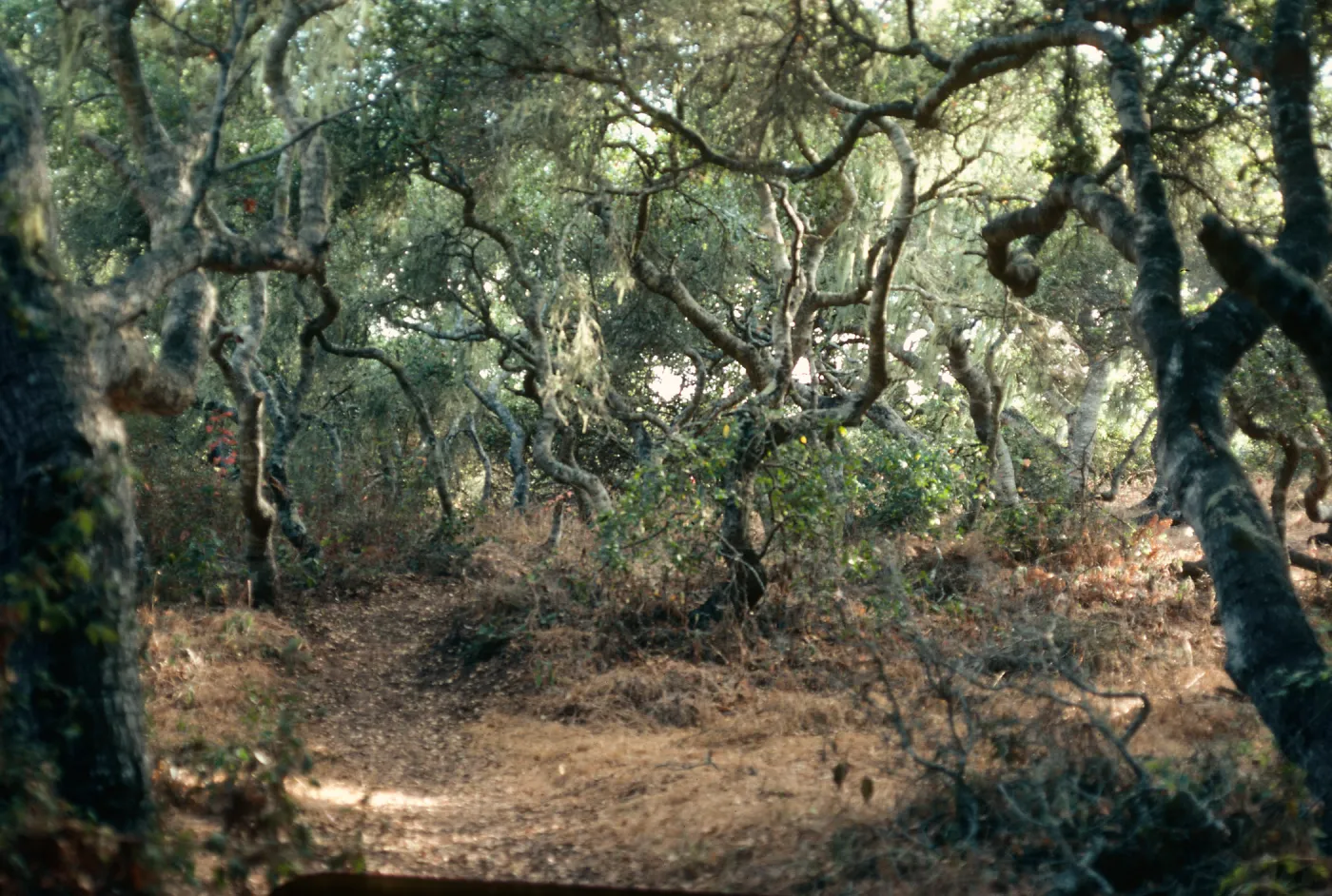 Los Osos Oaks Reserve, Los Osos