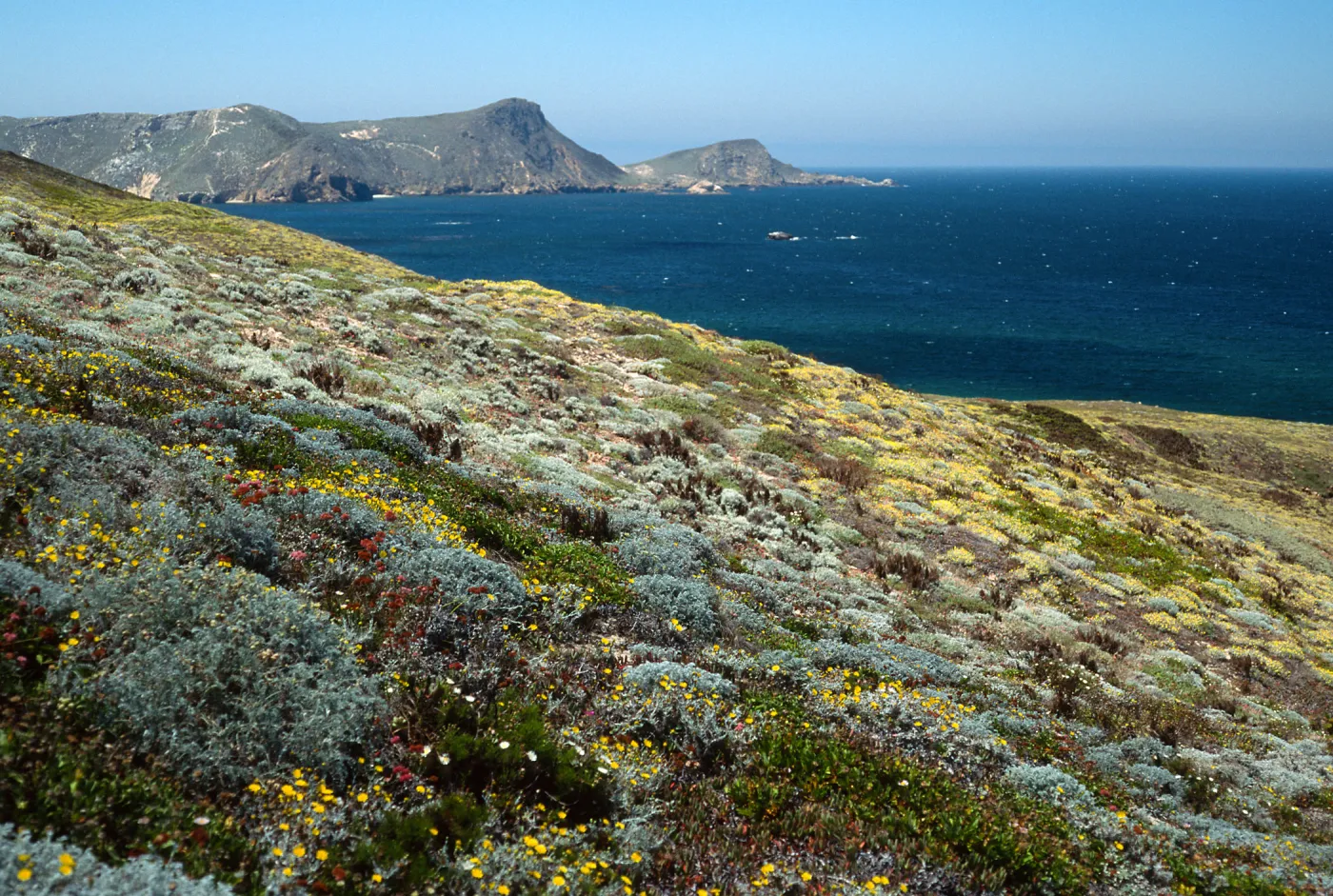 Malacothrix incana, Just west of Hoffmann Point, San Miguel Island