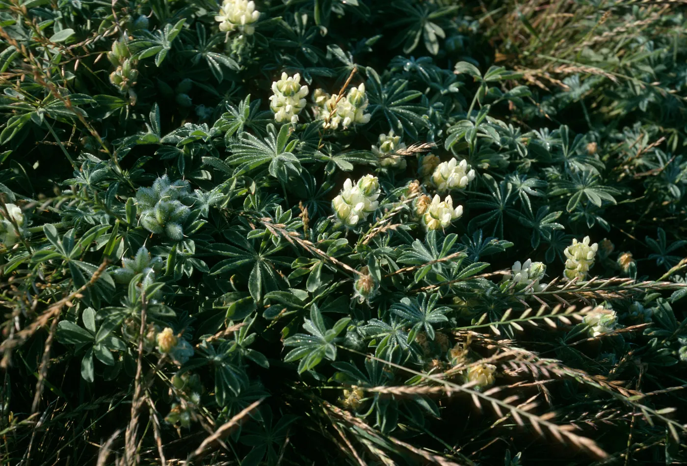 Lupinus (Lupine),, Christy Beach, Santa Cruz Island