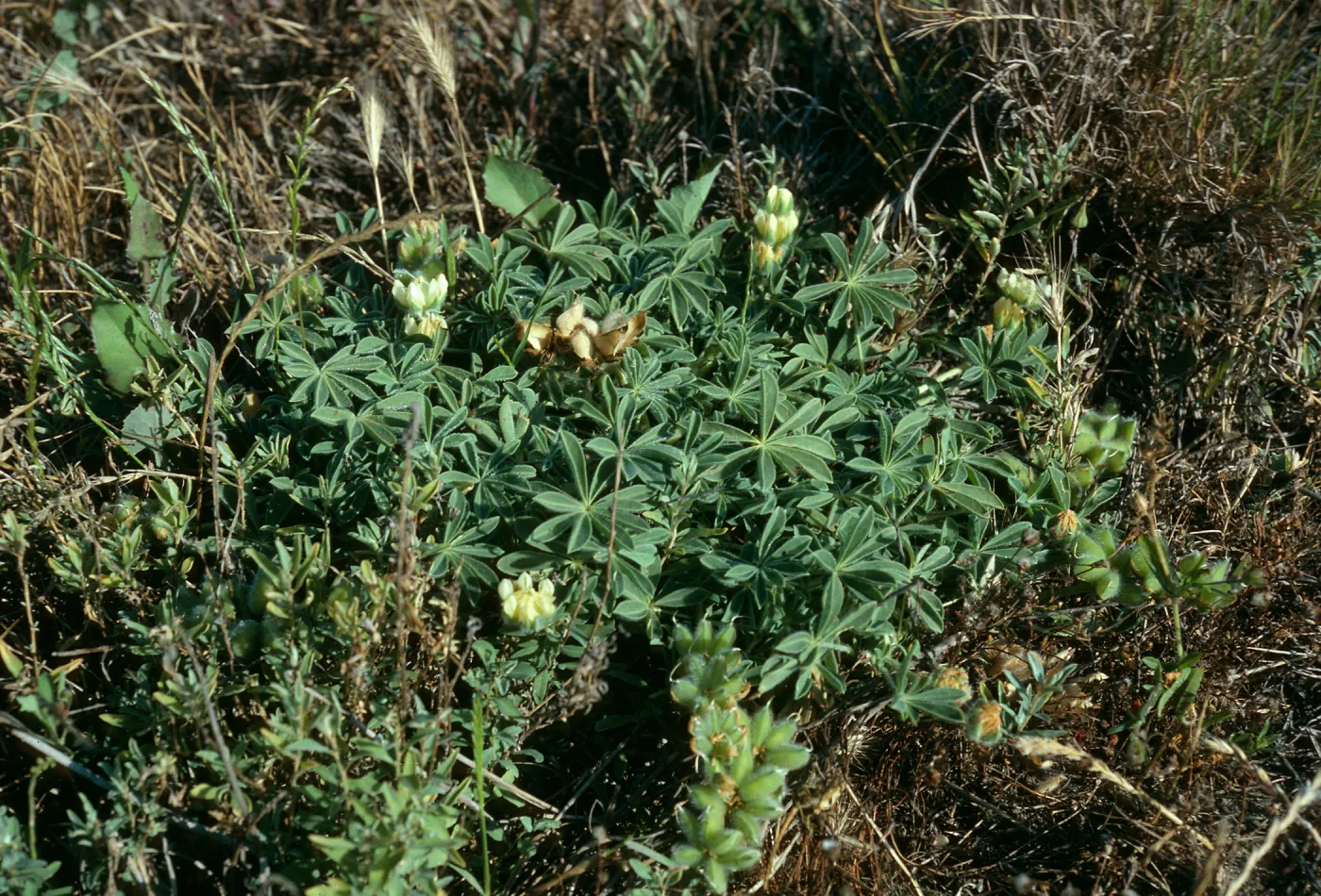 Lupinus (Lupine),, Christy Beach, Santa Cruz Island