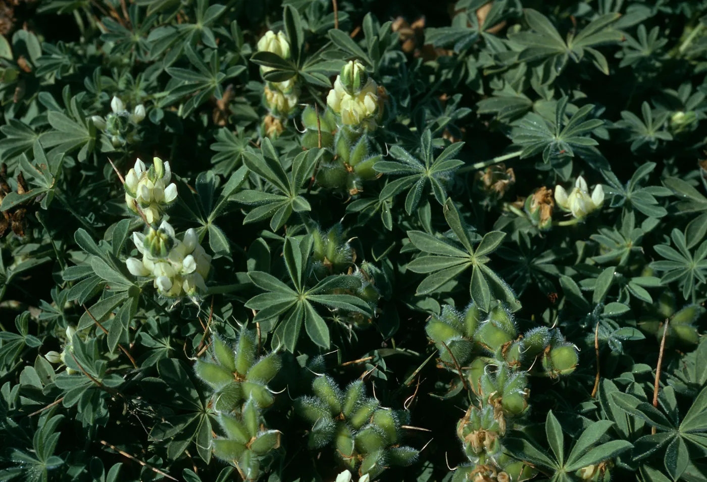 Lupinus, Christy Beach, Santa Cruz Island