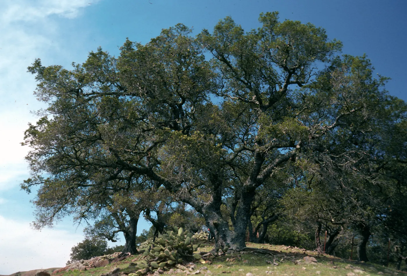 Quercus, Near Peak 1848, Santa Cruz Island