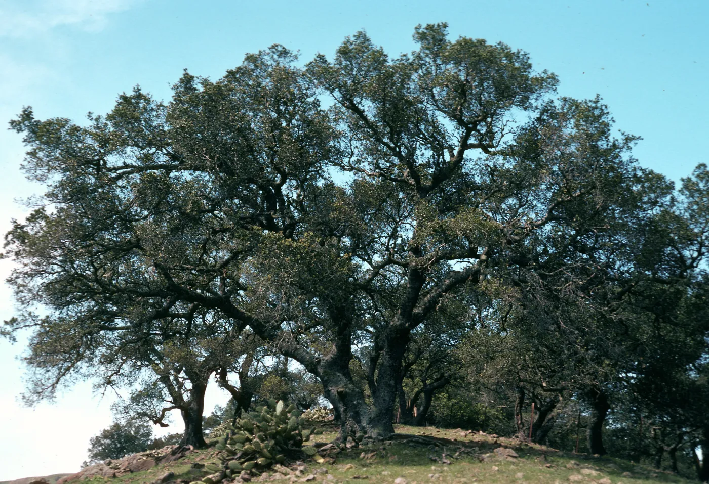 Quercus, Near Peak 1848, Santa Cruz Island