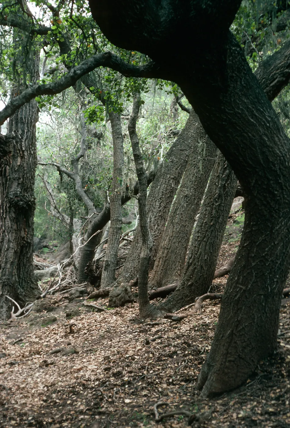 Quercus agrifolia (Coastal Live Oak), West fork of un-named 3-fork canyon East of Cueva Valdez, Santa Cruz Island