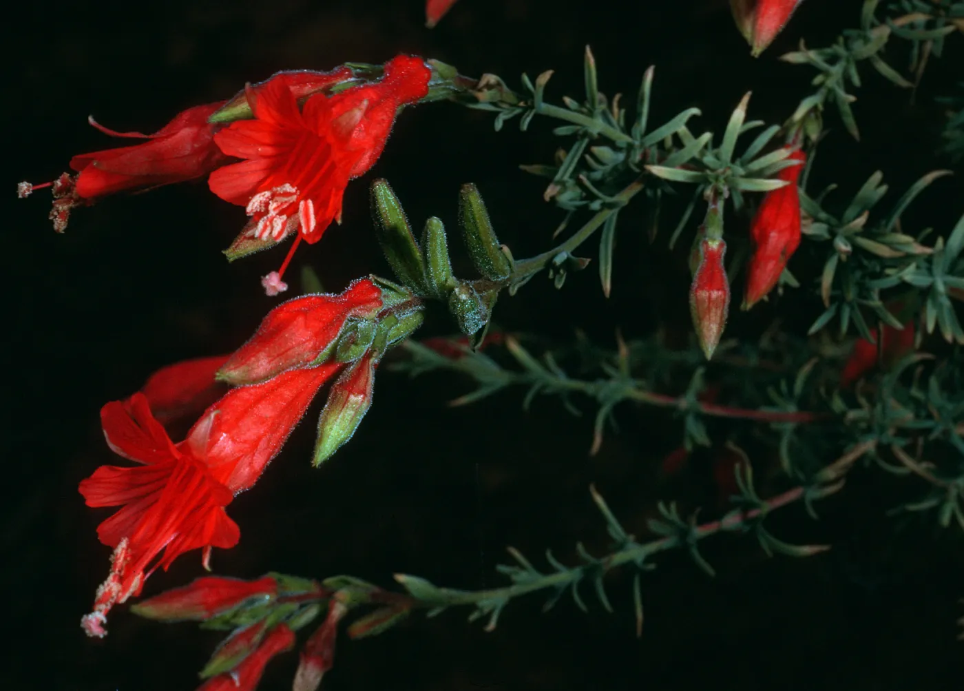Zauschneria cana, South Ridge Road above Laguna Canyon, Santa Cruz Island