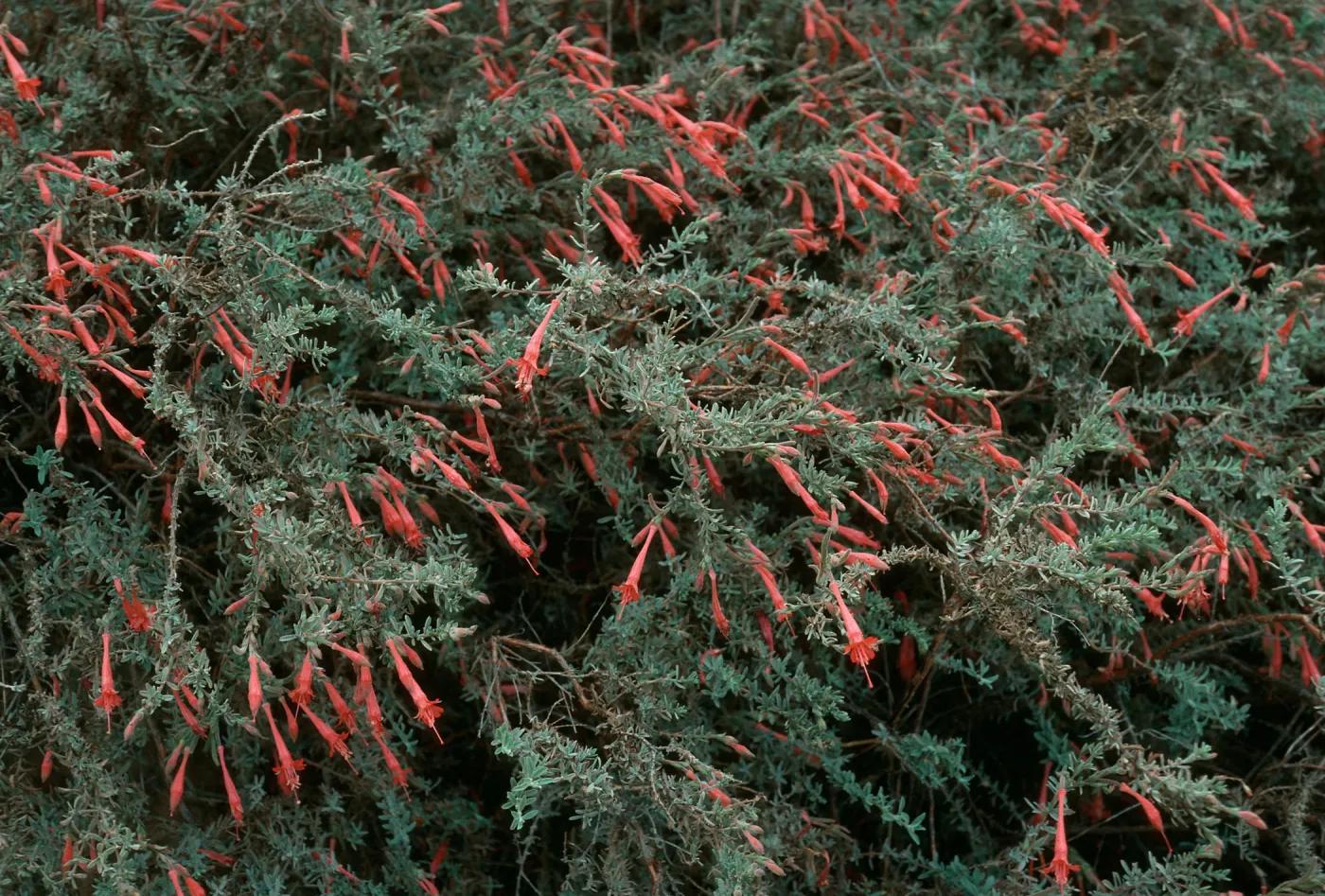 Zauschneria cana, South Ridge Road above Laguna Canyon, Santa Cruz Island