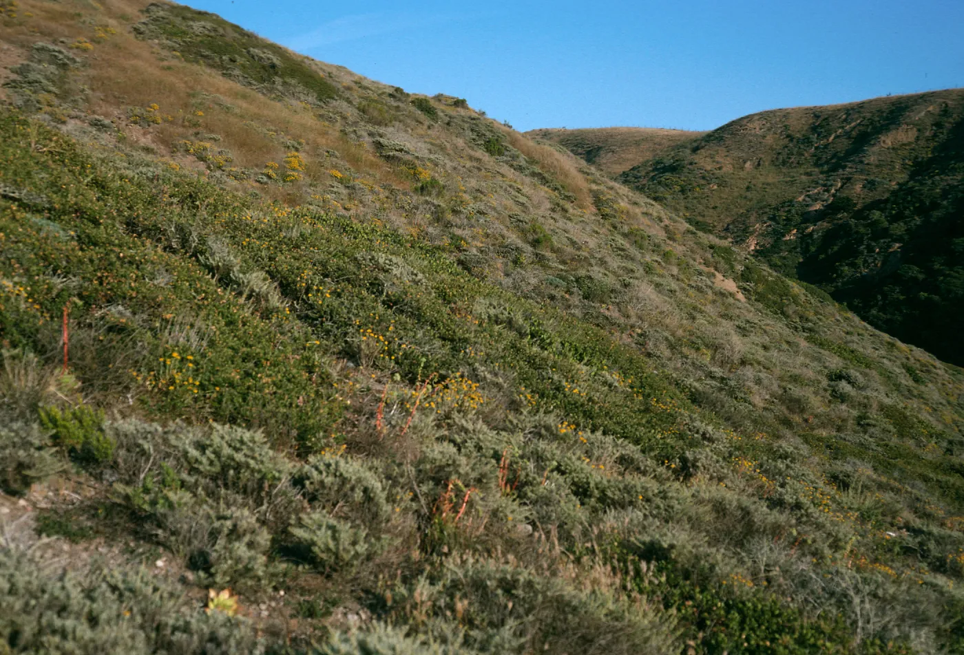 Eriophyllum confertiflorum, Slopes near Christy Ranch, Santa Cruz Island