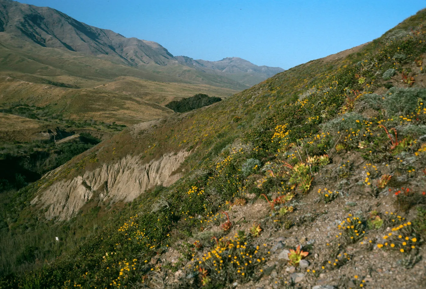 Eriophyllum confertiflorum, Slopes near Christy Ranch, Santa Cruz Island