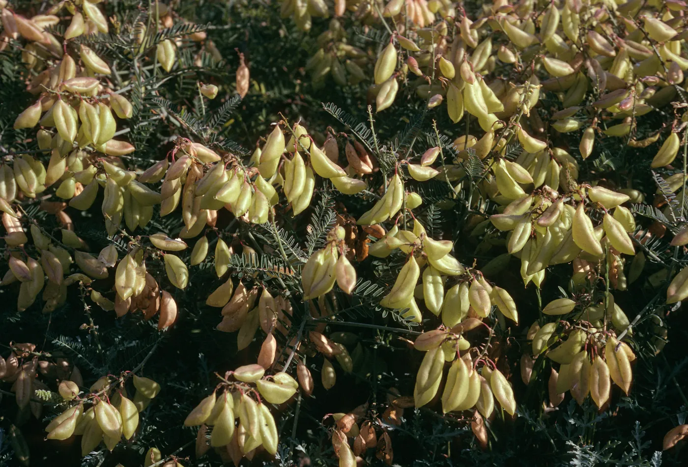 Astragalus trichopodus var. lonchus, Near Christy Ranch, Santa Cruz Island