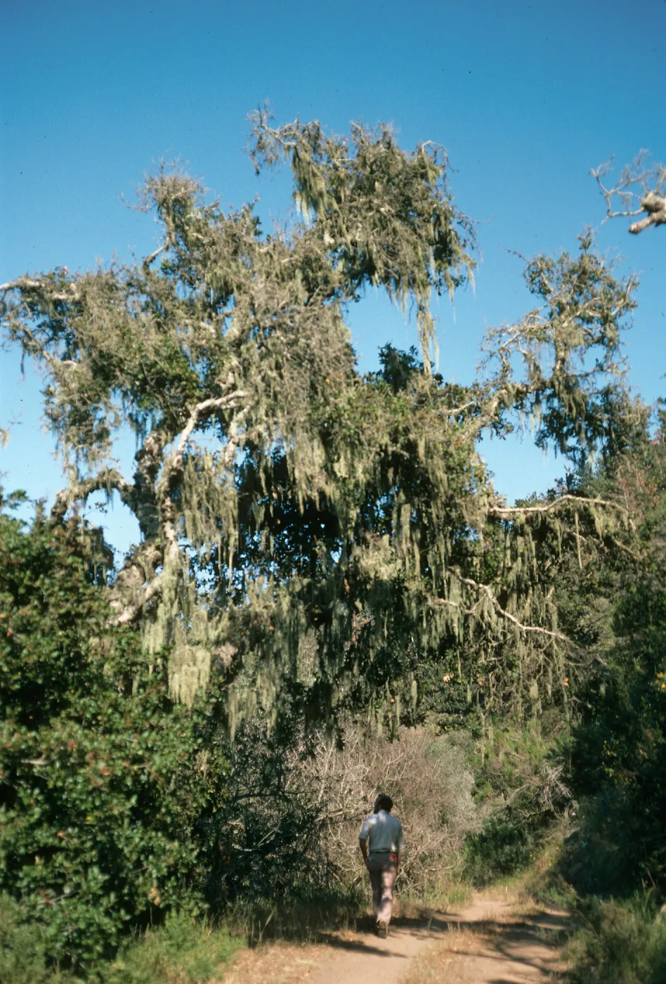Ramalina, Just East of Campo Raton, Christy Pines, Santa Cruz Island
