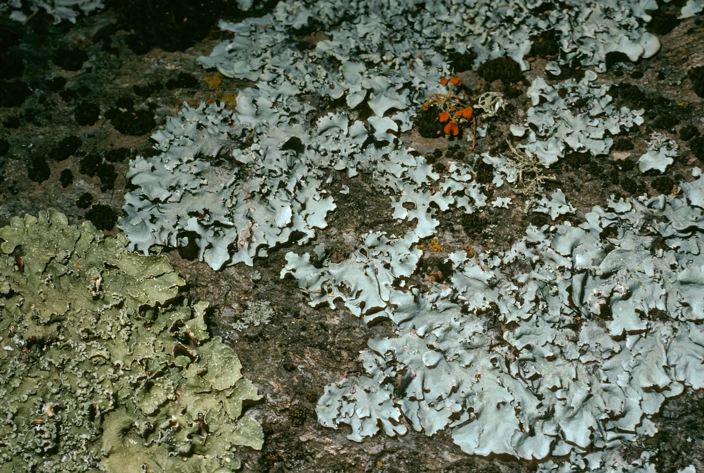 Lichens on Q. agrifolia limb, Canyon East of Lagunitas Secas, Santa Cruz Island