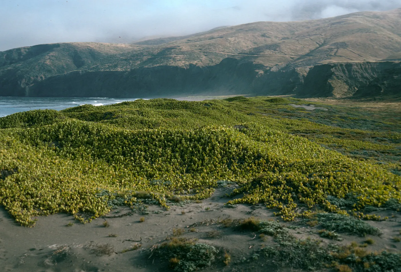 Abronia maritima, Christy Ranch, Santa Cruz Island