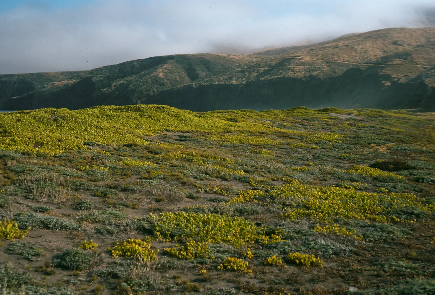 Abronia maritima, Christy Ranch, Santa Cruz Island