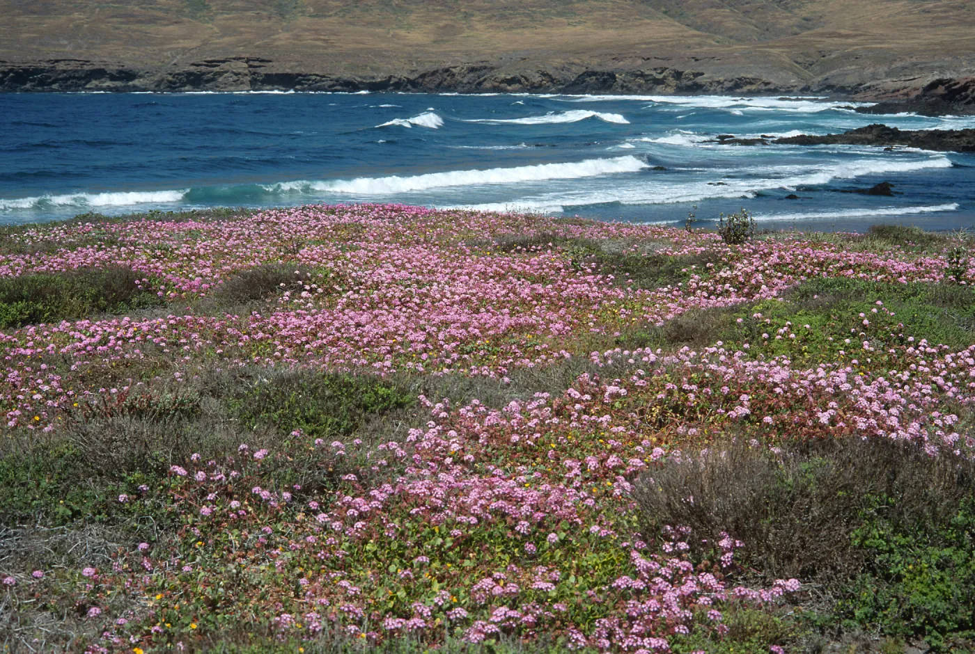 Abronia umbellata, Fraser Point, Santa Cruz Island