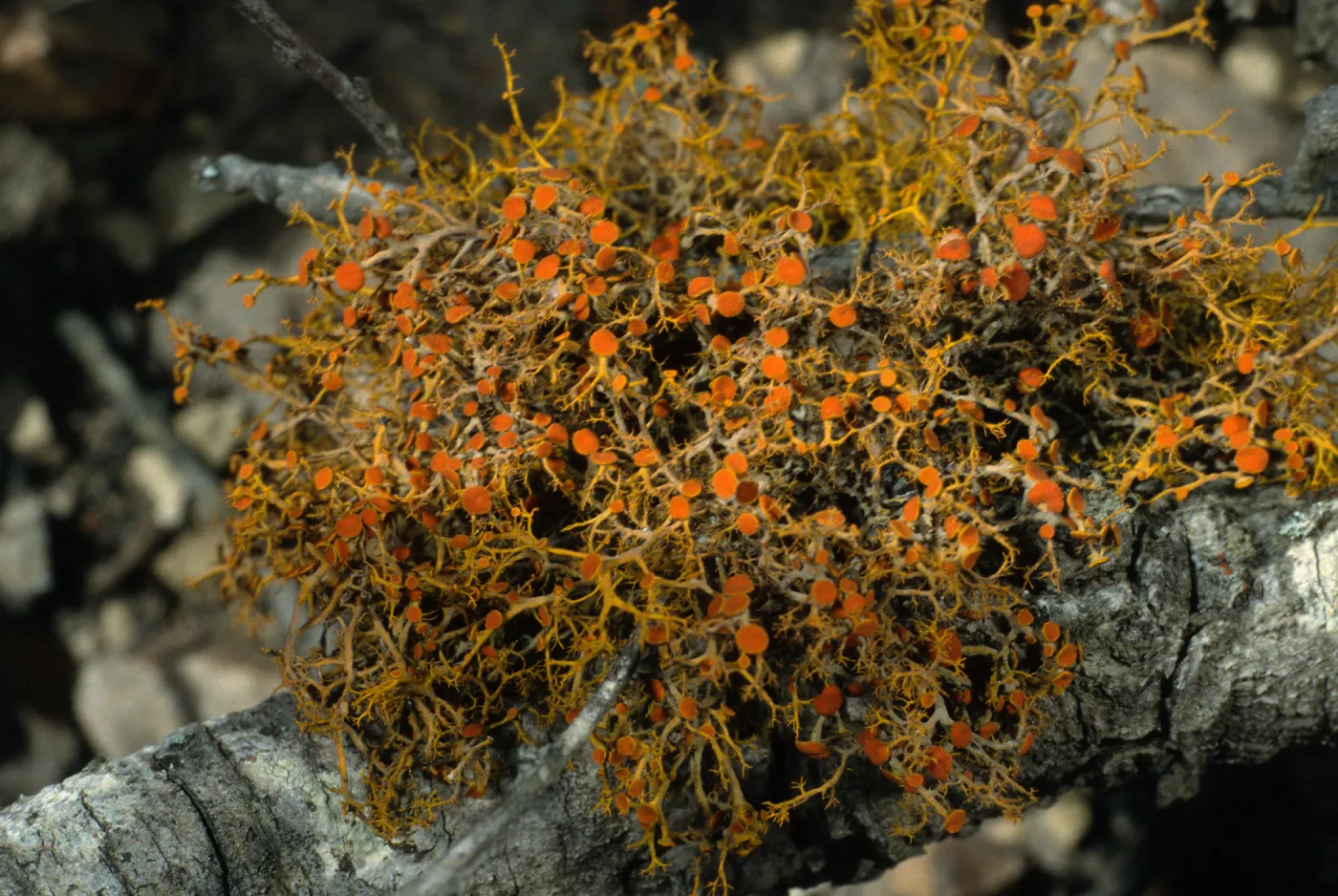 Lichen on Quercus pacifica 0.4 mile East of Navy Base, Santa Cruz Island