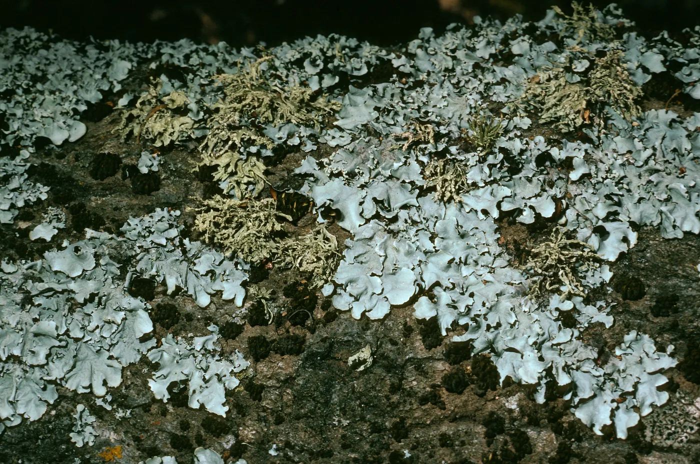 Lichens on Q. agrifloia limb, Canyon east of Lagunitas Secas, Santa Cruz Island