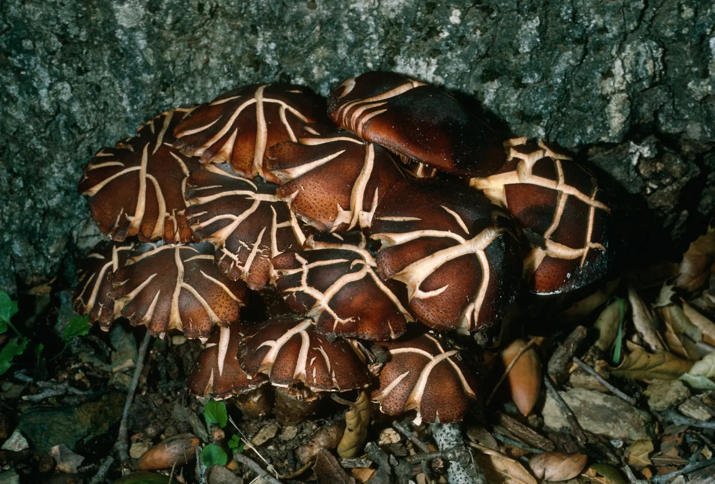 Fungus on Q. agrifolia, Cañada del Medio, Santa Cruz Island