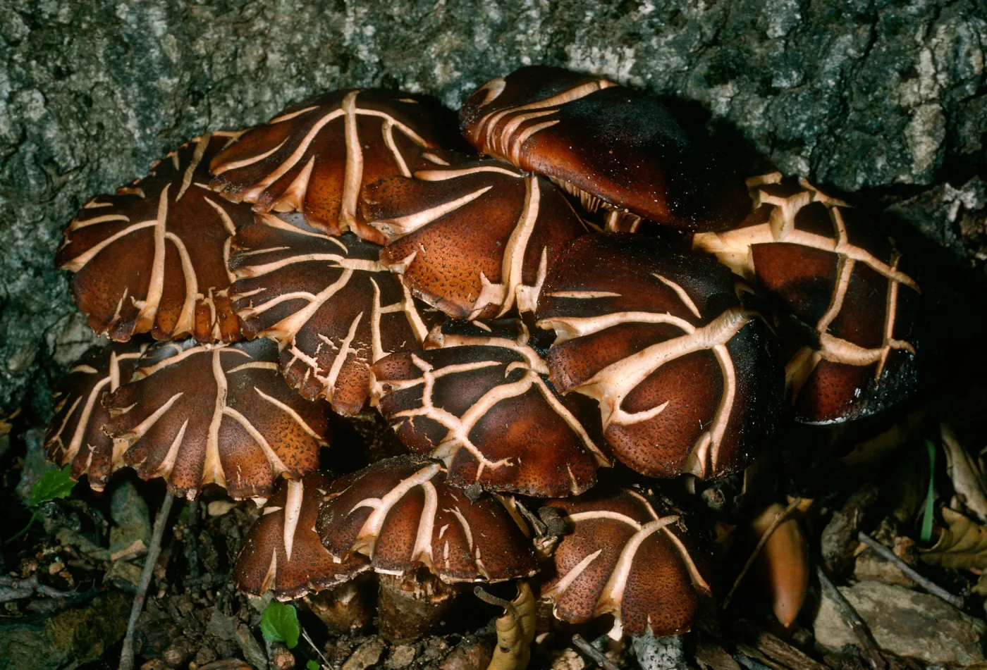Fungus on Q. agrifolia, Cañada del Medio, Santa Cruz Island