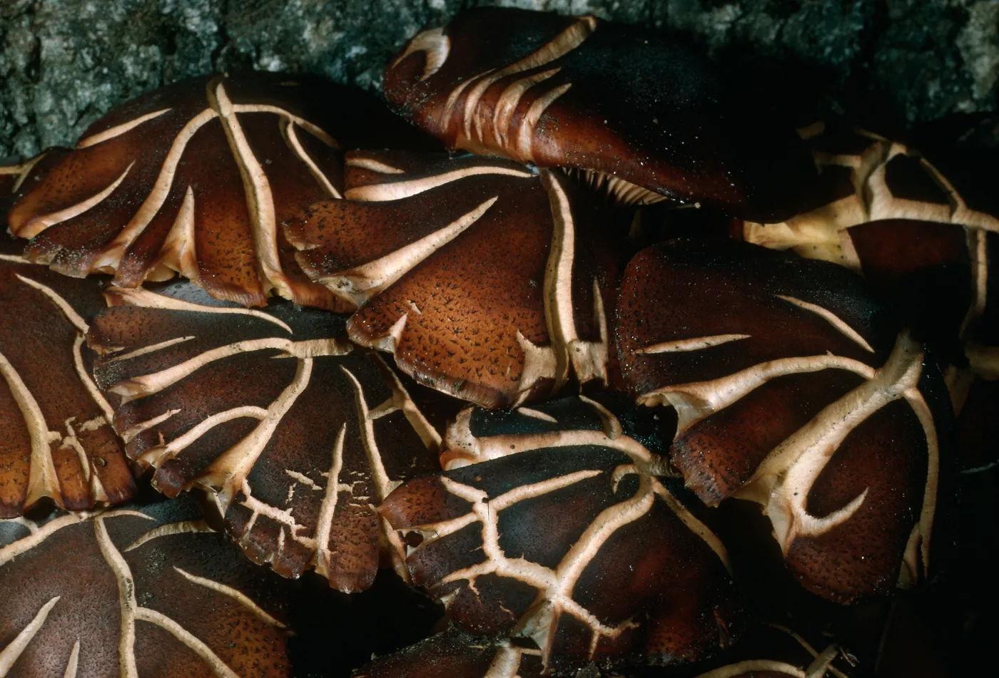 Fungus on Q. agrifolia, Cañada del Medio, Santa Cruz Island