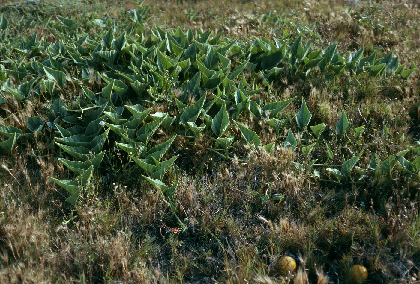 Cucurbita foetidissima, Christy Beach, Santa Cruz Island