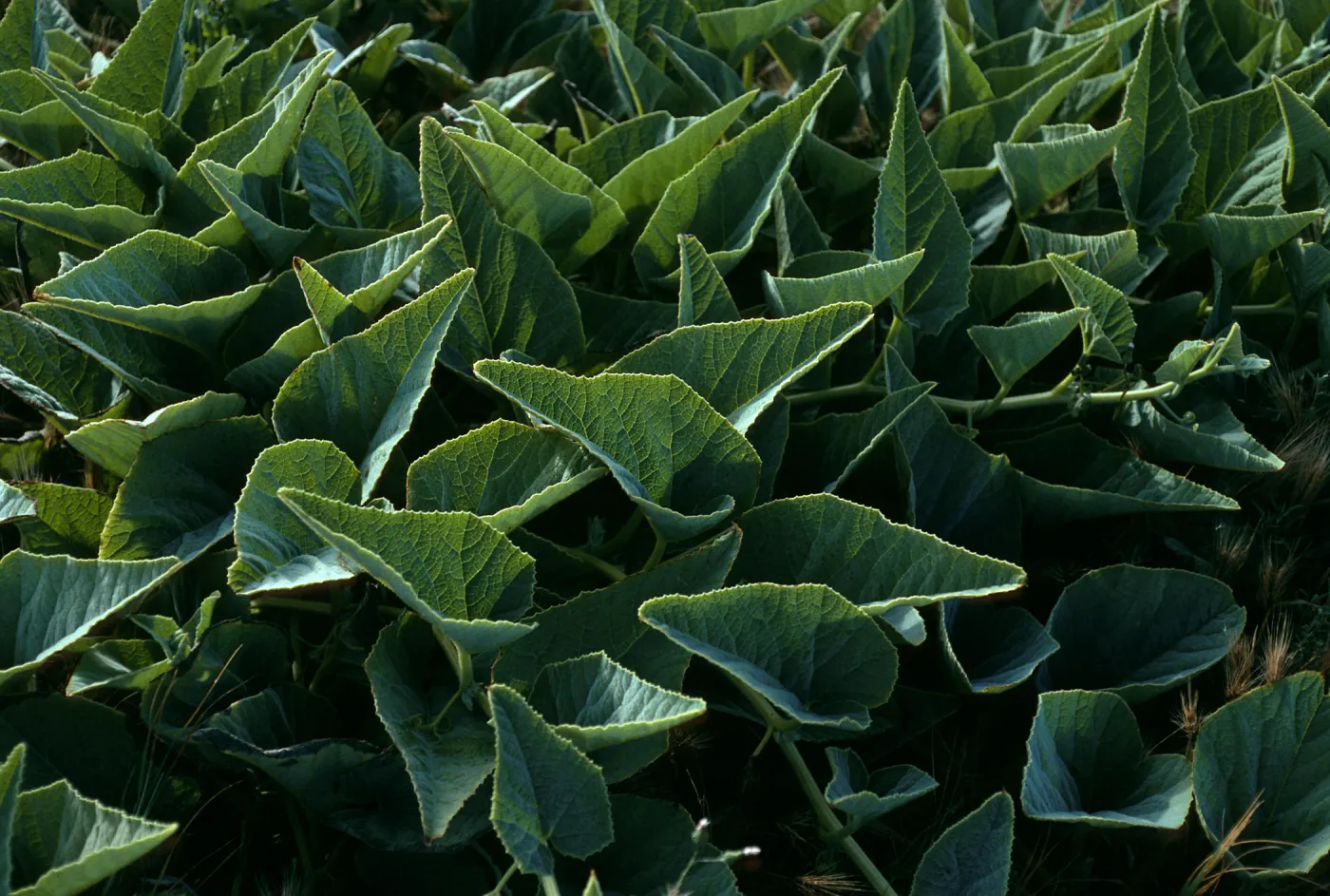 Cucurbita foetidissima, Christy Beach, Santa Cruz Island