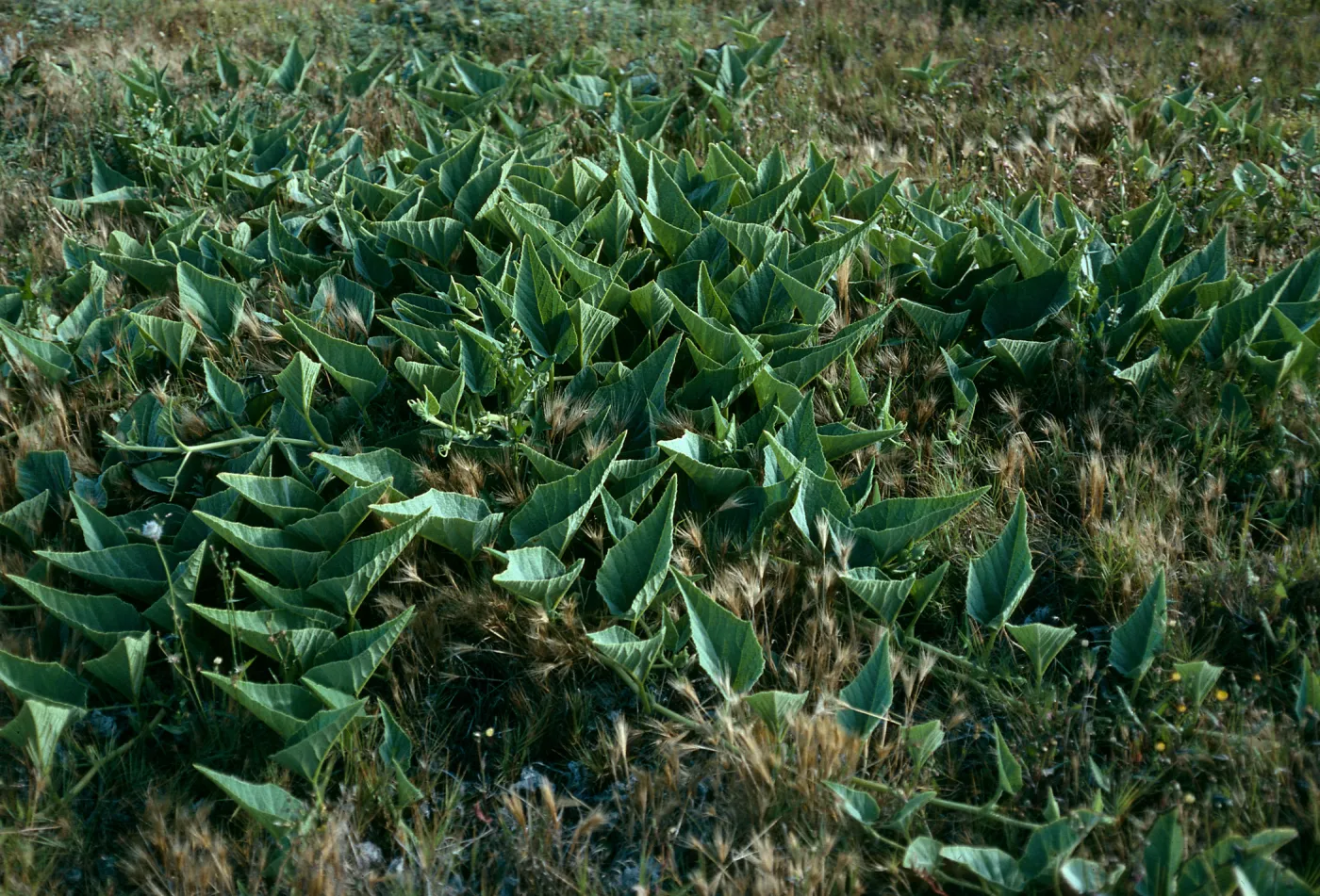 Cucurbita foetidissima, Christy Beach, Santa Cruz Island