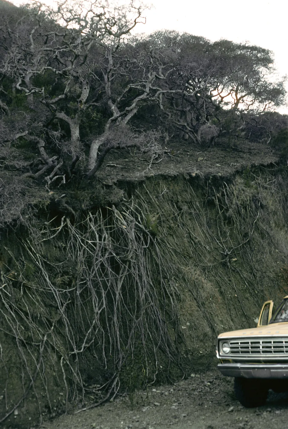 Oak roots, Willows Canyon, Santa Cruz Island