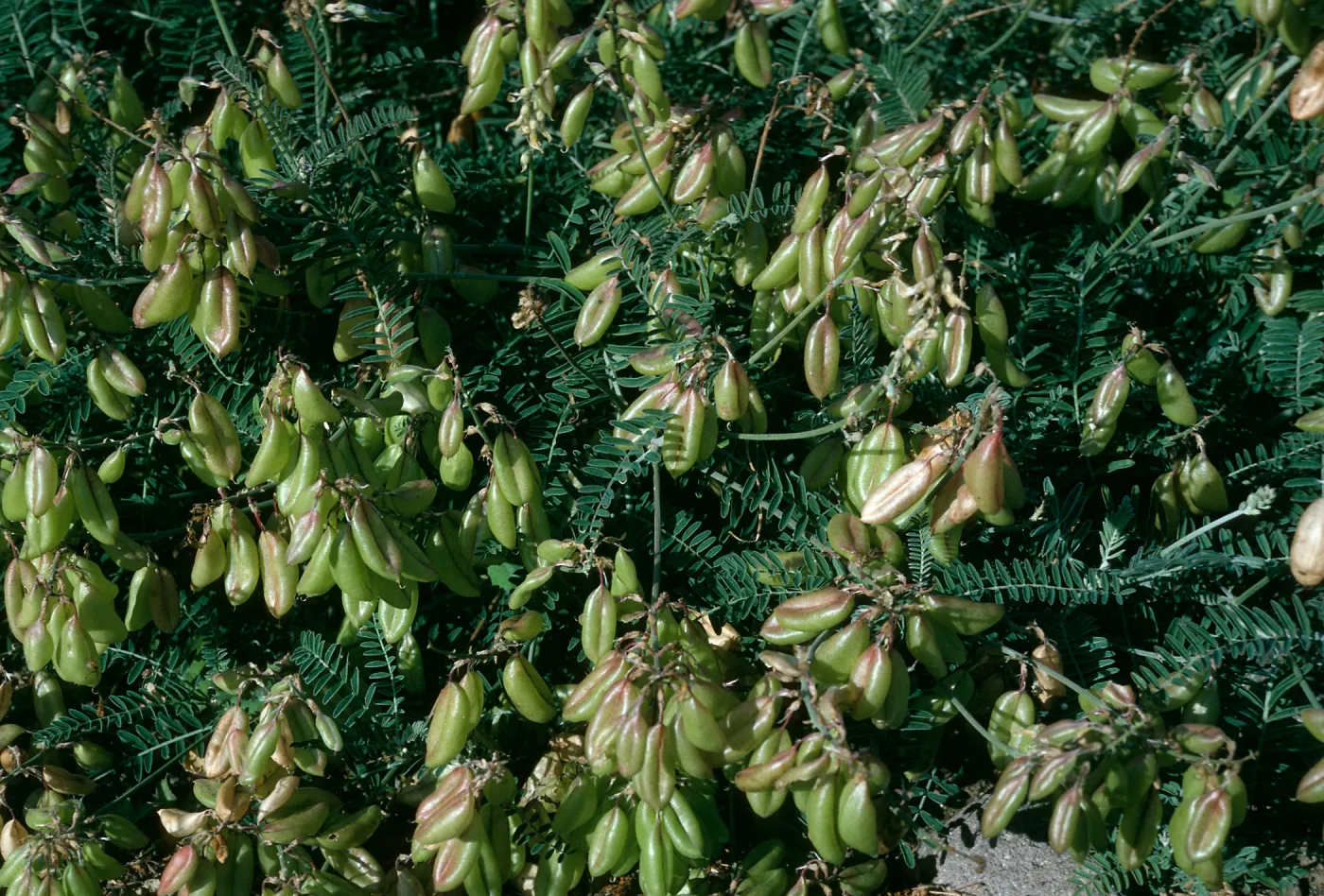 Astragalus trichopodus var. lonchus, Near Christy Ranch, Santa Cruz Island