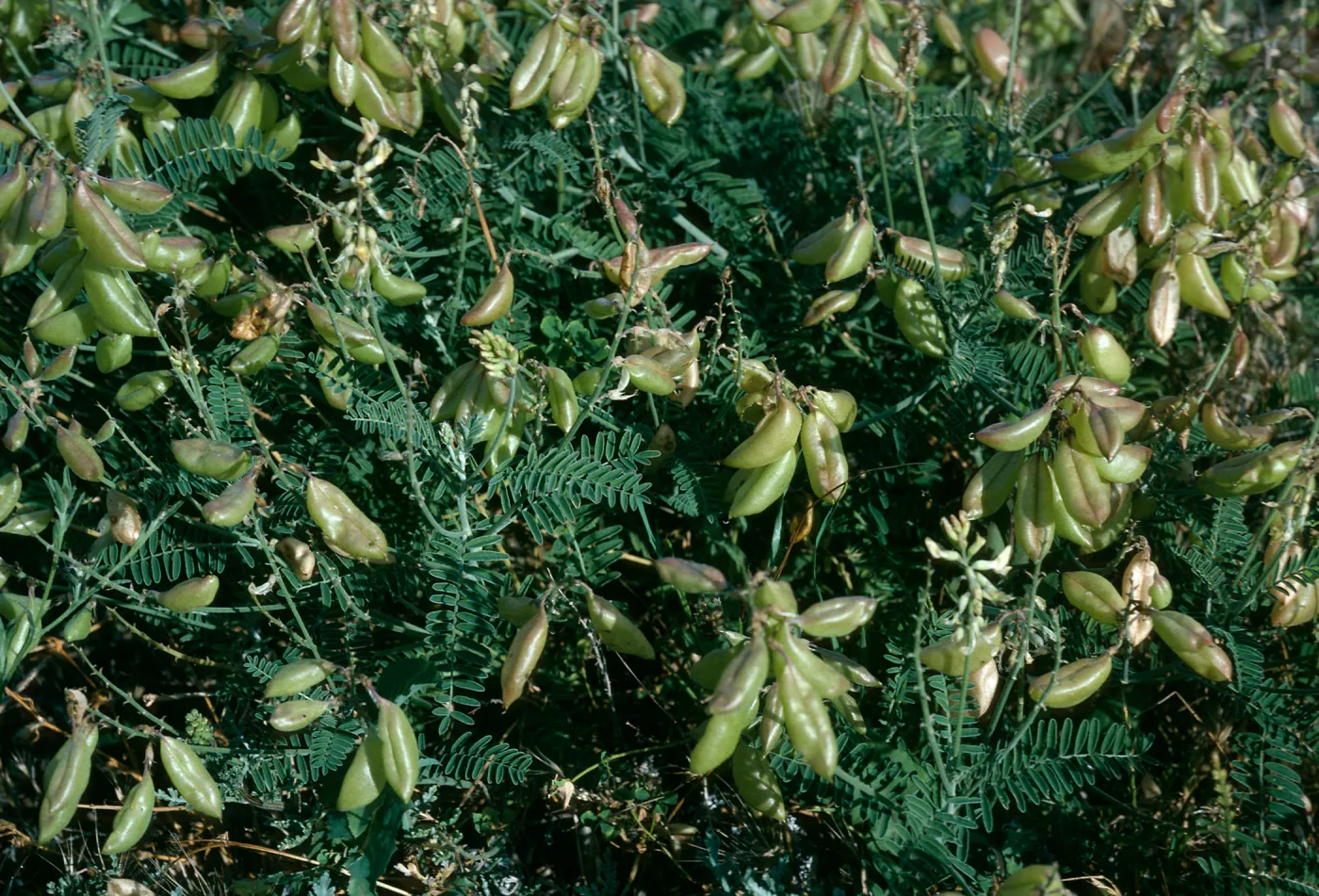 Astragalus trichopodus var. lonchus, Near Christy Ranch, Santa Cruz Island