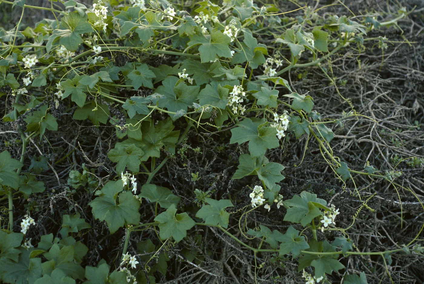 Marah macrocarpus, Above Cuyler Harbor, San Miguel Island
