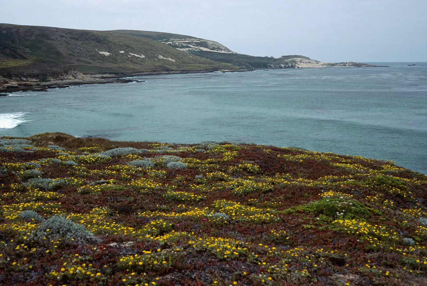 Malacothriz incana, Just west of Range Marker Beach, San Miguel Island