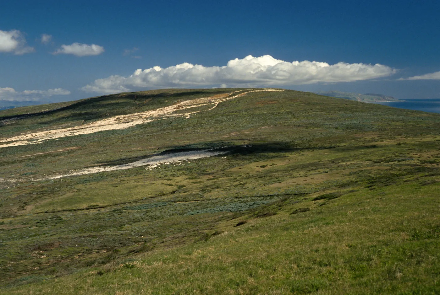 Green Mountain, East Flank, San Miguel Island