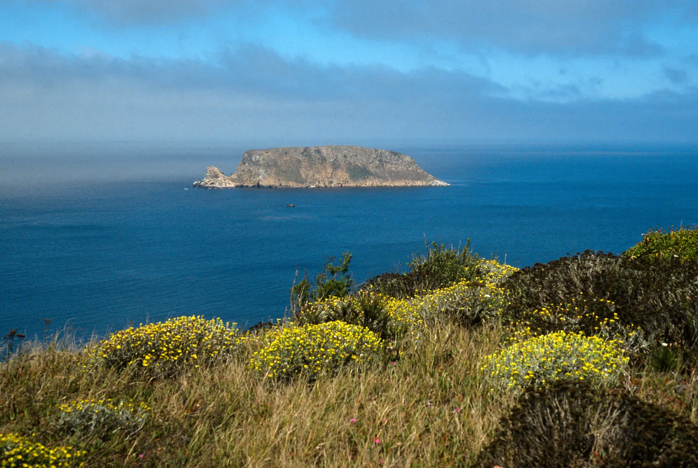 Malacothrix incana, View of Prince Island, San Miguel Island