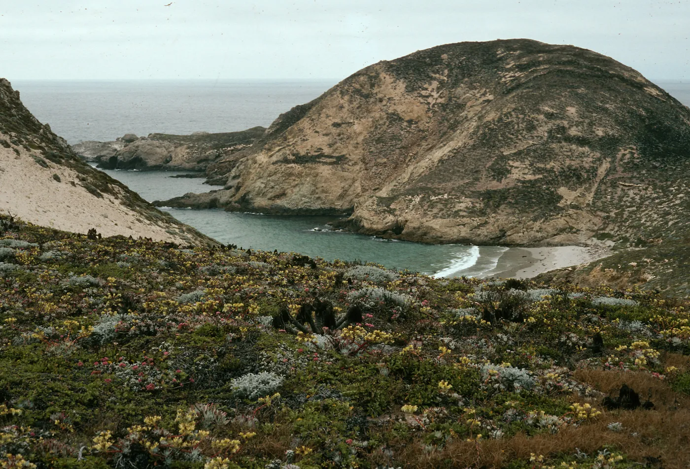 Dudleya, Eriogonum, Astragalus, Secret Cove, Harris Point, San Miguel Island