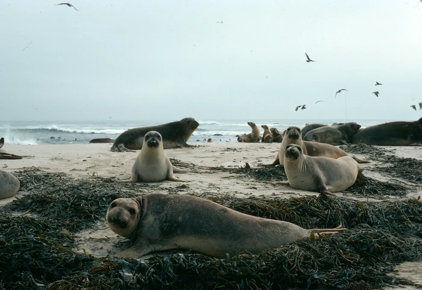 Elephant Seals, Point Bennett, San Miguel Island