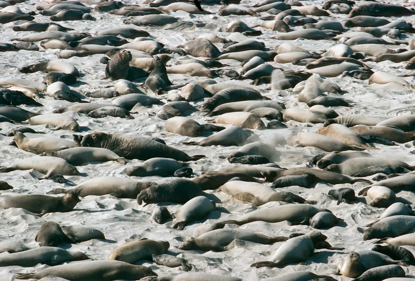 Elephant Seals, Point Bennett, San Miguel Island