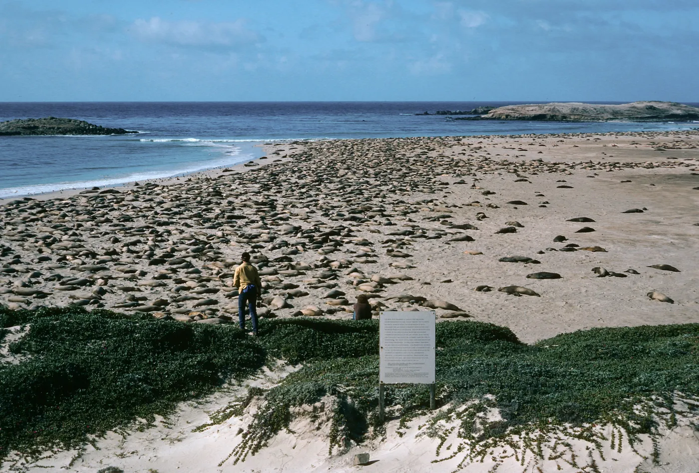 Elephant Seals, Point Bennett, San Miguel Island