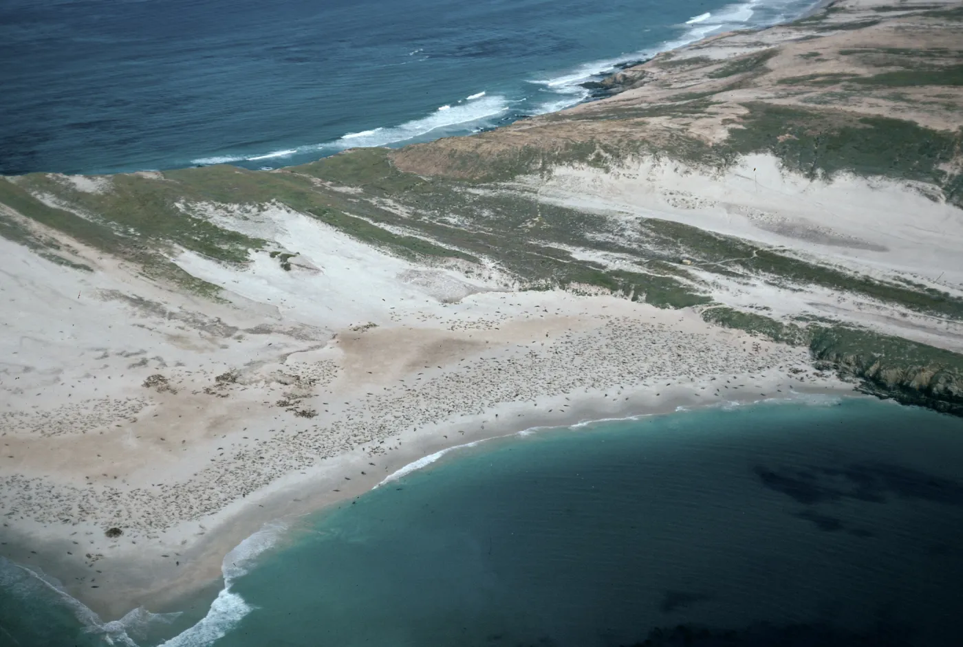 Pinnipeds, Point Bennett, San Miguel Island