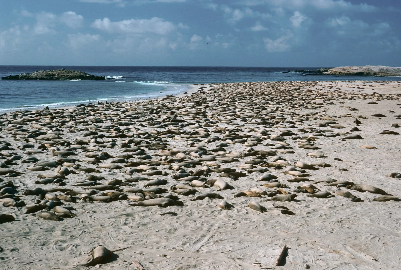 Elephant Seals, Point Bennett, San Miguel Island